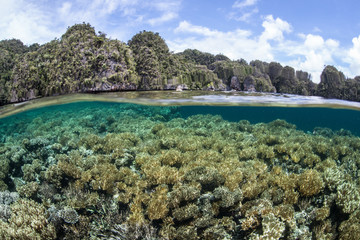 Fototapeta na wymiar Diverse Coral Reef 4