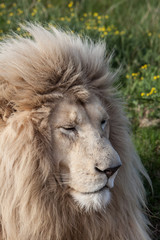 Lion 2