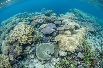 Diverse Coral Reef
