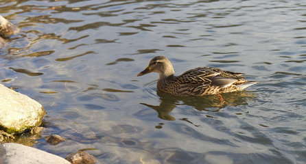 The duck floating on water