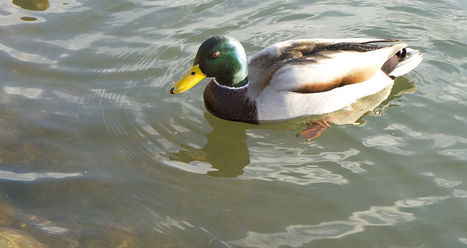 The drake floating on water