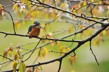 桜とカワセミ
