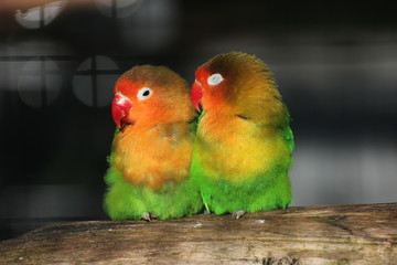 Lovebirds sitting close together on a piece of wood. Light effects from the cage can be seen