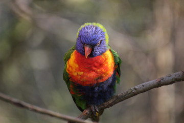 Rainbow lorikeet on a twig, facing the camera