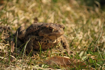 A common toad on grass