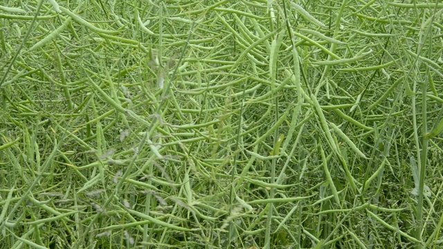 Brassica napus Рапс Colza Raps לפתית