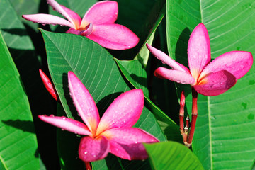 red frangipane flower