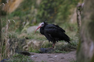 Northern bald ibis (geronticus eremita) standing on a rock