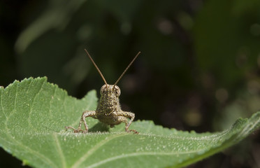 The house Cricket creeps on a green leaf