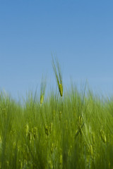 Колосья на фоне голубого неба