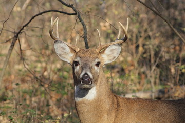 White-tailed Deer