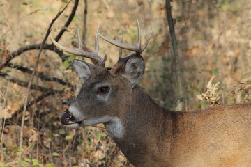 White-tailed Deer