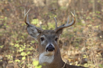 White-tailed Deer
