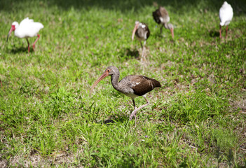 Ibises  foraging for food