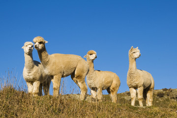 Herd of Lamas in the Wilderness