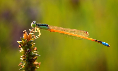 Dragonfly on green grass stem with green background