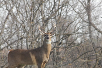 White-tailed Deer