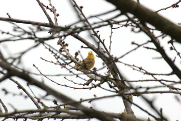 Yellowhammer in Hesse, Germany. 