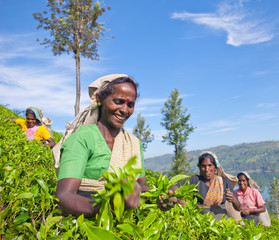 Naklejka premium Women Tea Pickers in Sri Lanka