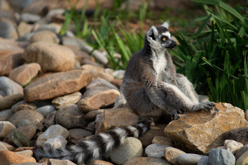 Ring Tailed Lemur
