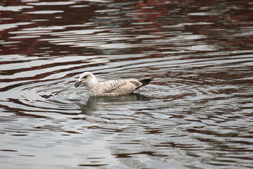 Juvenile Herring Gull sitting on wood
