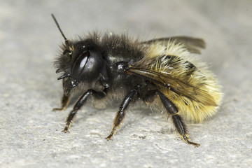 Osmia cornuta / solitaire bee close-up