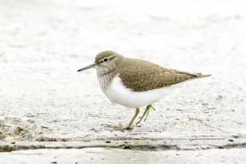 Obraz premium Common sandpiper Actitis hypoleucos