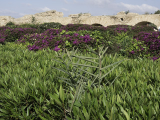 tunis