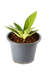 seedling in pot