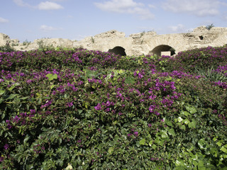 tunis