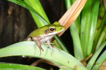 green frog