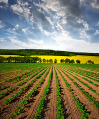 Freshly sown sunflower field in the sunset
