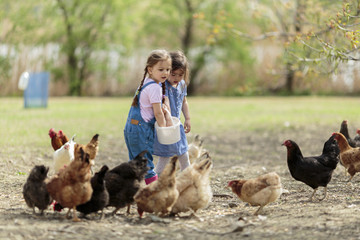 Two little girl feeding chickens