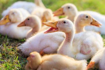 ducklings