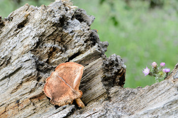 Wild mushroom on the trunk of a fallen tree II