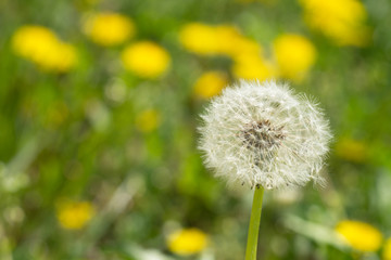 Pusteblume auf einer Wiese