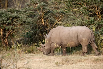 Foto op Plexiglas rhino © Herbert
