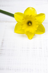 one yellow jonquil on white wooden background