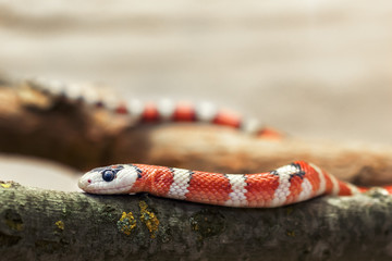 Huachuca Mountain Kingsnake (Lampropeltis pyromelana woodini)