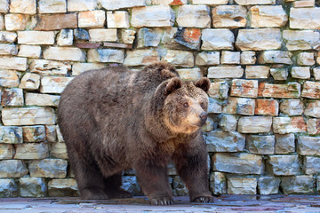 Brown bear (Ursus arctos)