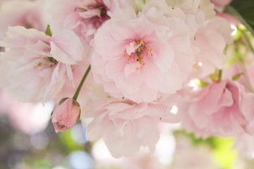 Fototapety  rosa Blütenpracht