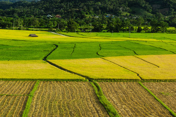 Rice  field