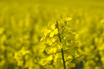 Obraz premium Rapsfeld