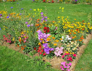 massif de fleurs dans un jardin public au printemps - 64431315