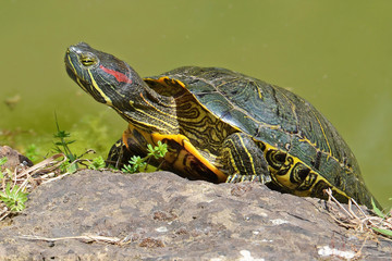 water turtle portrait