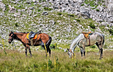 Obraz premium Two Horses from the mountain from Macedonia