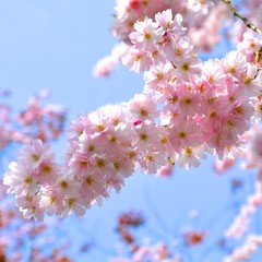 Zweig von der Zierkirsche