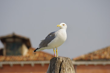 Seagull