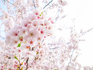 月島の桜