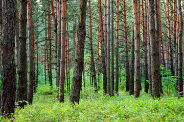 Fototapeta premium Pine forest after summer rain